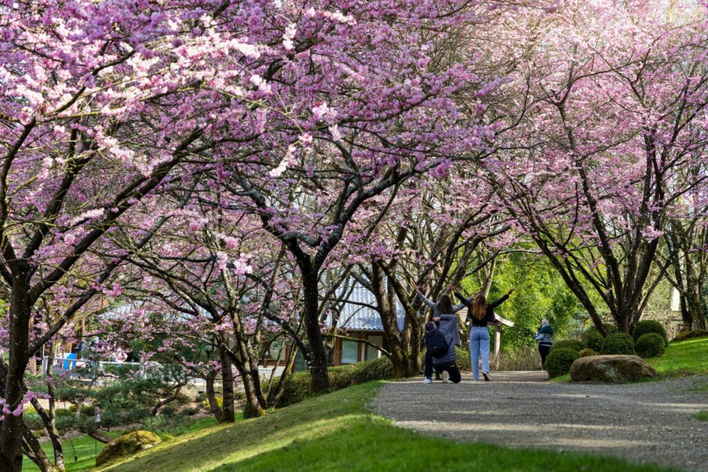 Hanami au parc de Maulévrier